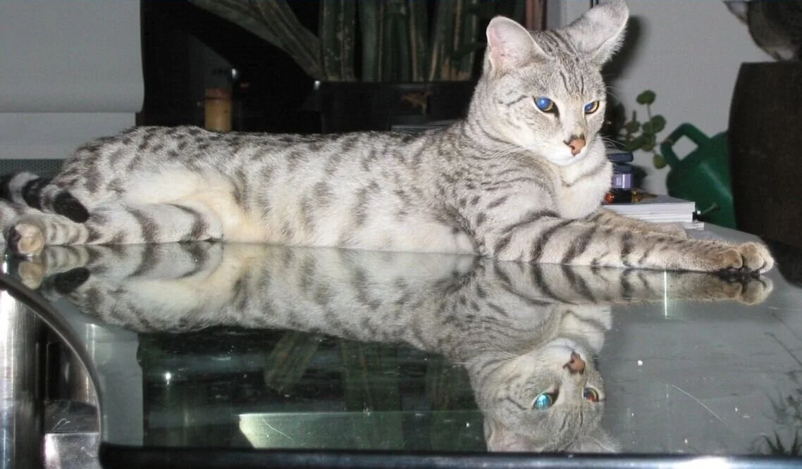 Kaito the 20-Year Old Savannah Cat